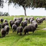 ANICE impulsa un Plan de Promoción Exterior para los productos del cerdo ibérico